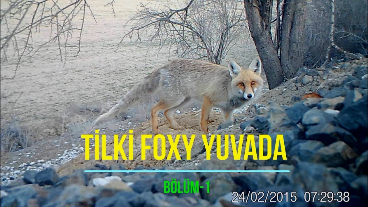 TİLKİ FOXY YUVADA