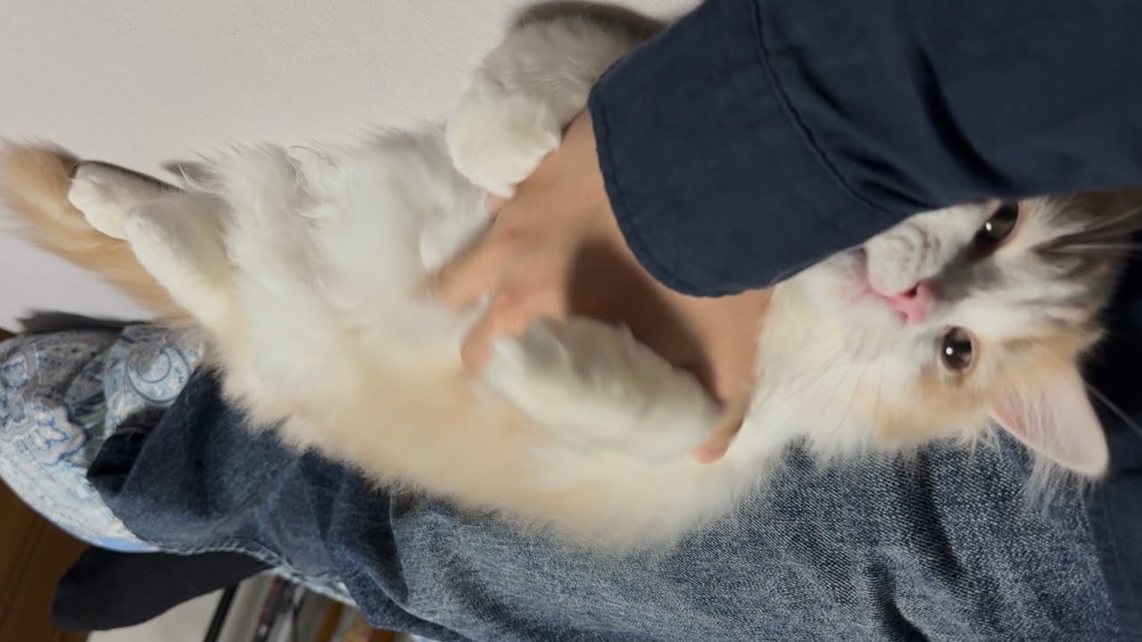 【無修正】デカモフ子猫の帰宅後甘々タイム
