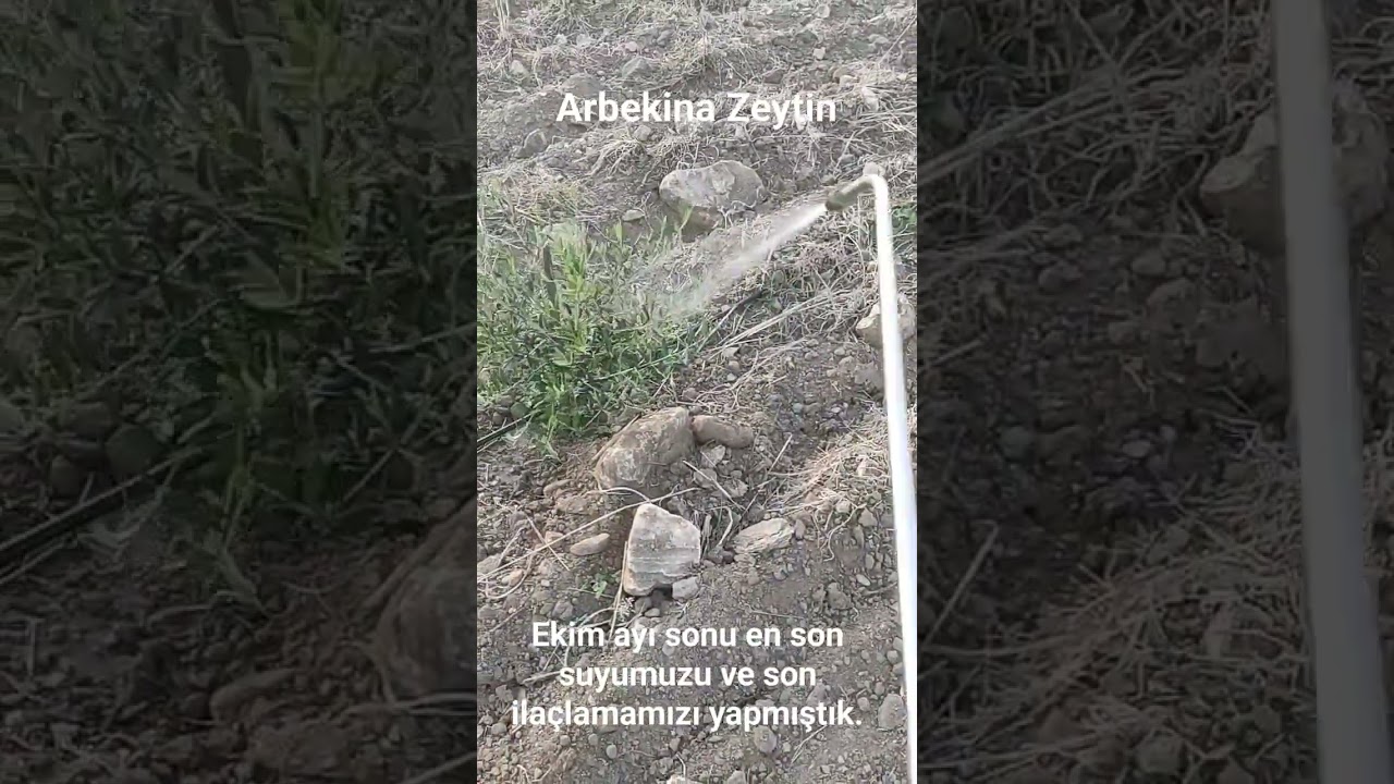 Arbekina son ila&ccedil;lama ve son sulama #zeytin #bağ #doğa #fidan #arbequina #doğalyaşam #damlamasulama