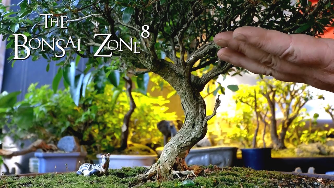 Water Barrels, Pruning My Serissa and NightShade Vine, The Bonsai Zone, March 2021