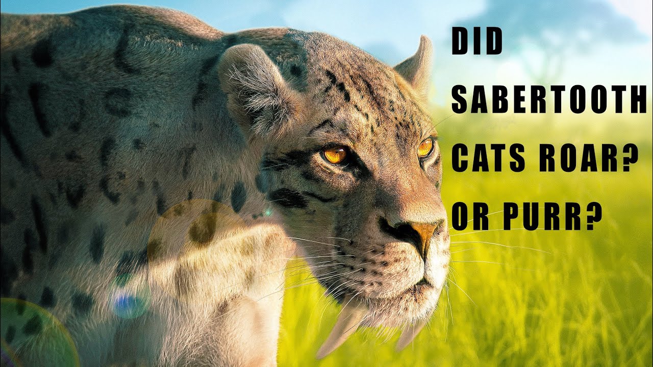 Did Sabertooth Cats Roar or Purr?