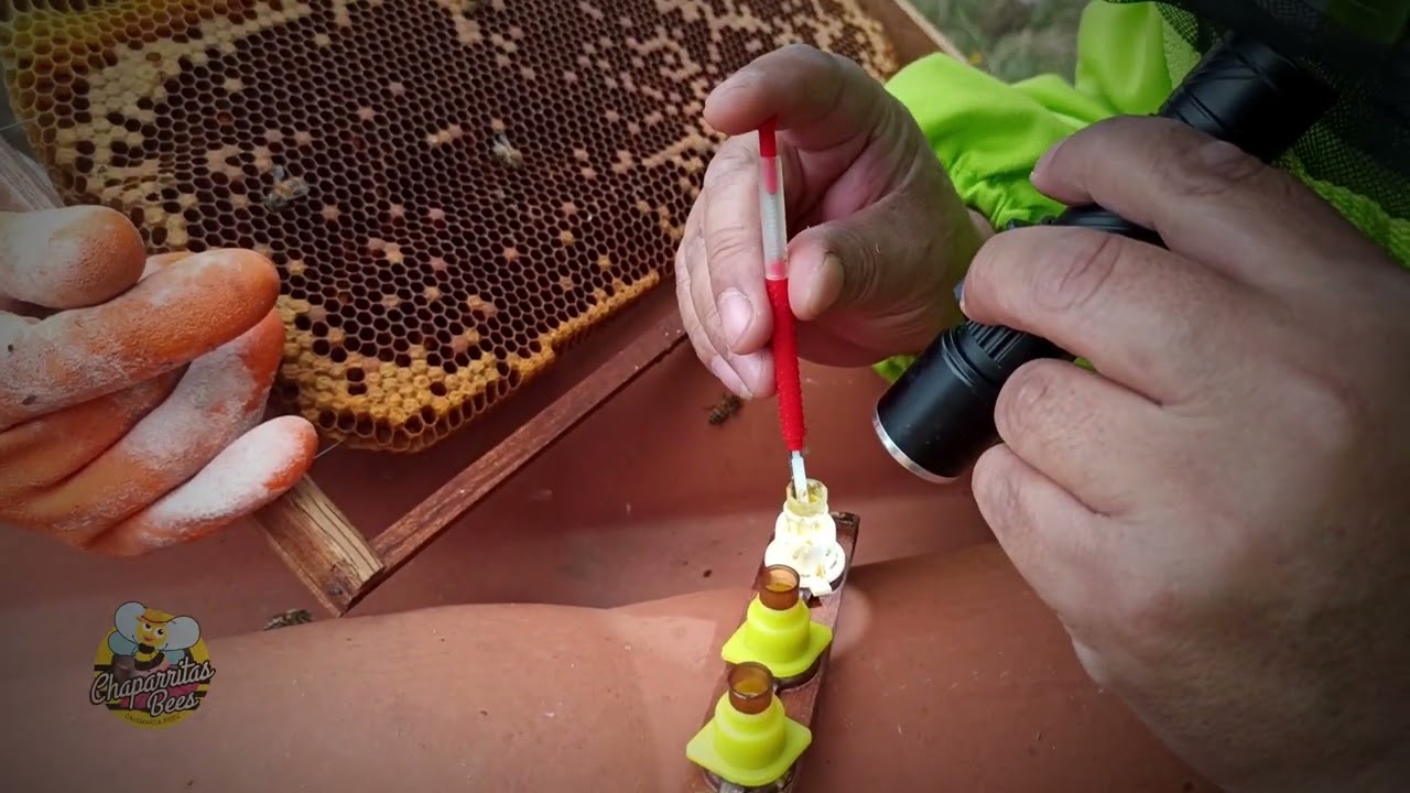 Traslarve para cría de reinas.#elfantasmitawily #apicultura #fantasmitawily #enjambre #beekeeping
