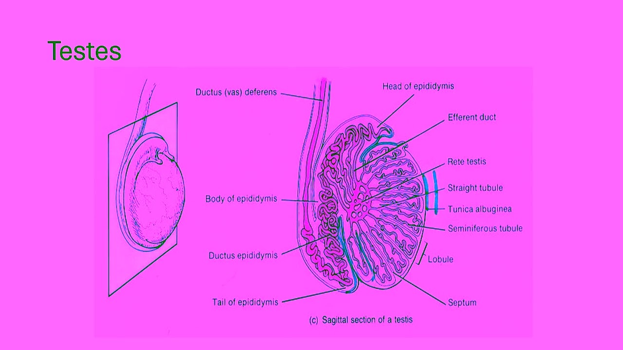 Male Reproductive system part1