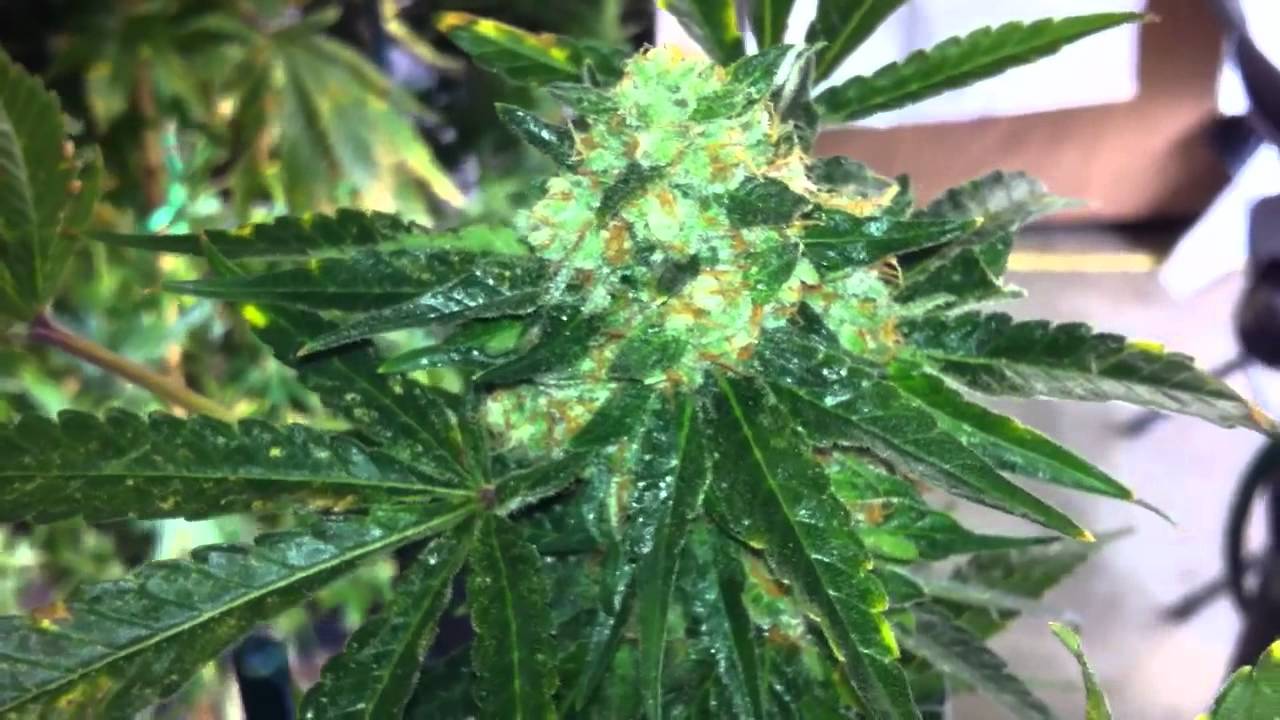 Northwest herbal care chem valley kush in HD