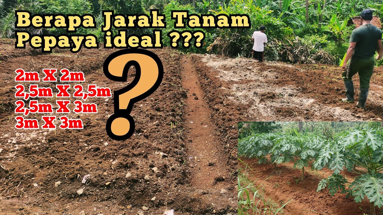 Jarak Tanam Pepaya California Yang ideal , Tonton Sampai Selesai !!
