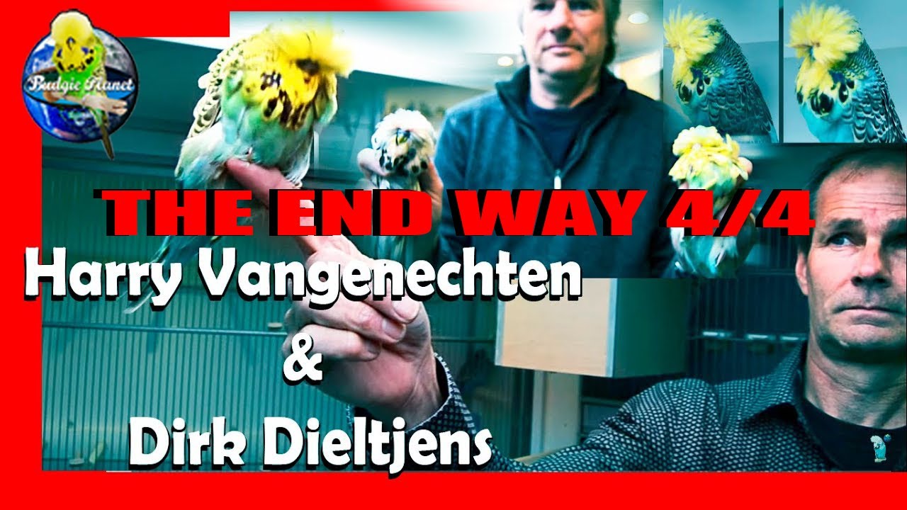 SHOW BUDGIES extreme top -Harry Vangenechten & Dirk Dieltjens| 