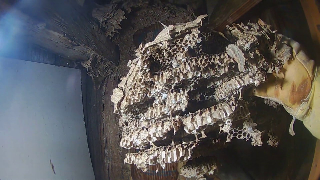 I discovered a beach ball sized Yellow Jacket nest in an attic