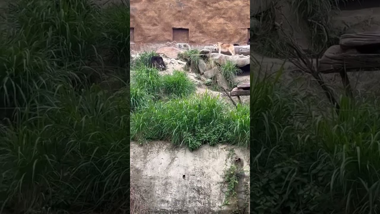 Northwestern Wolf #shorts #wolf #clark #safari #philippines