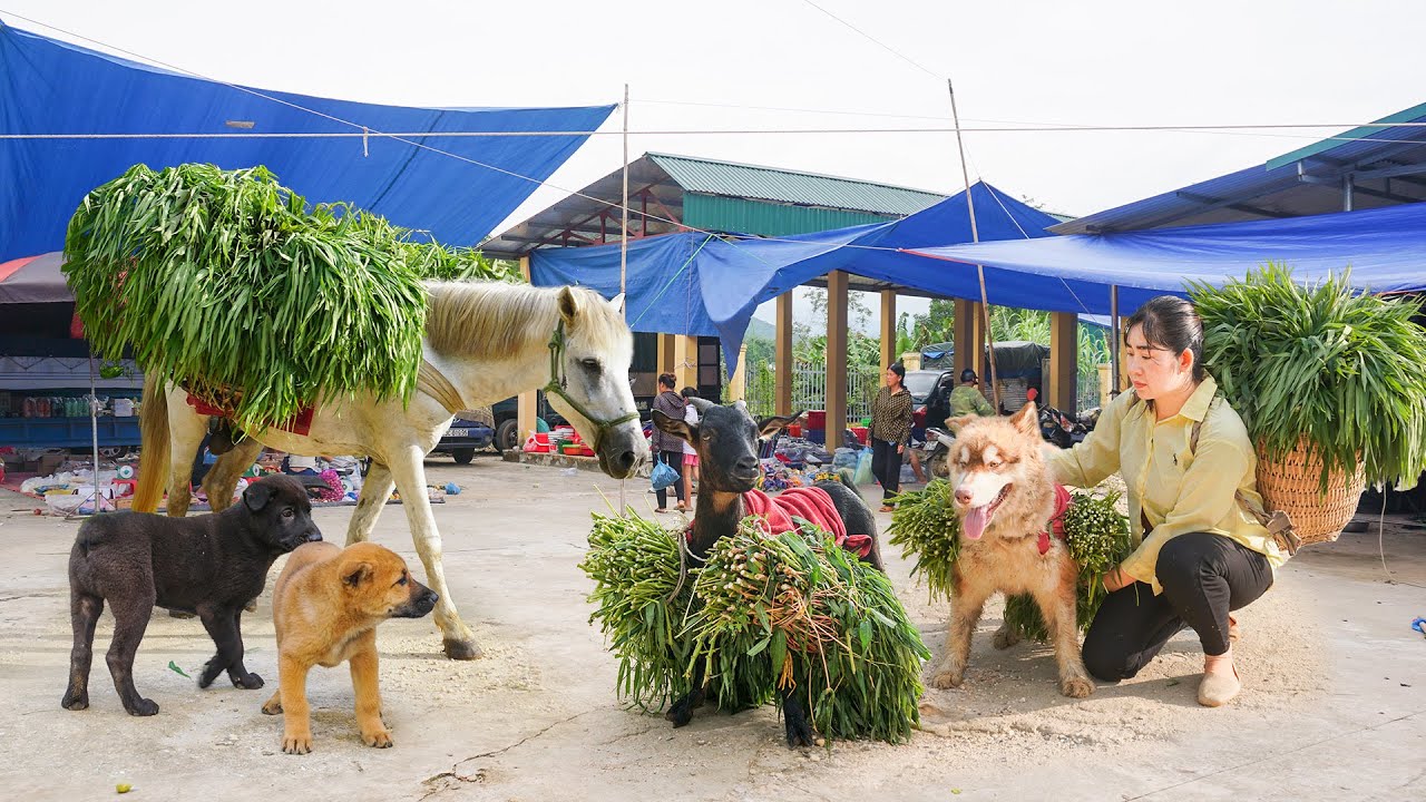 The girl with horse, dog and goat harvested cassava leaves to sell at the market - Buy duckling