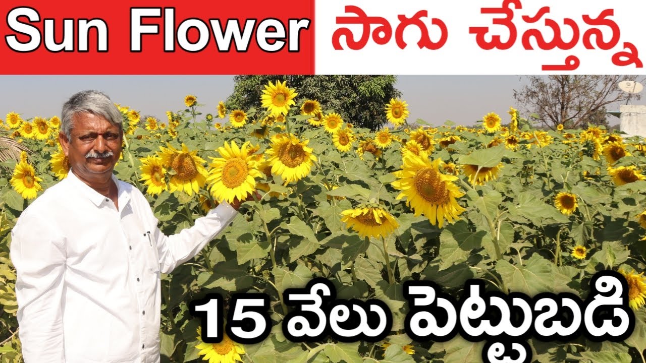పొద్దు తిరుగుడు పంట వేశాను | Sun Flower Cultivation | రైతు బడి