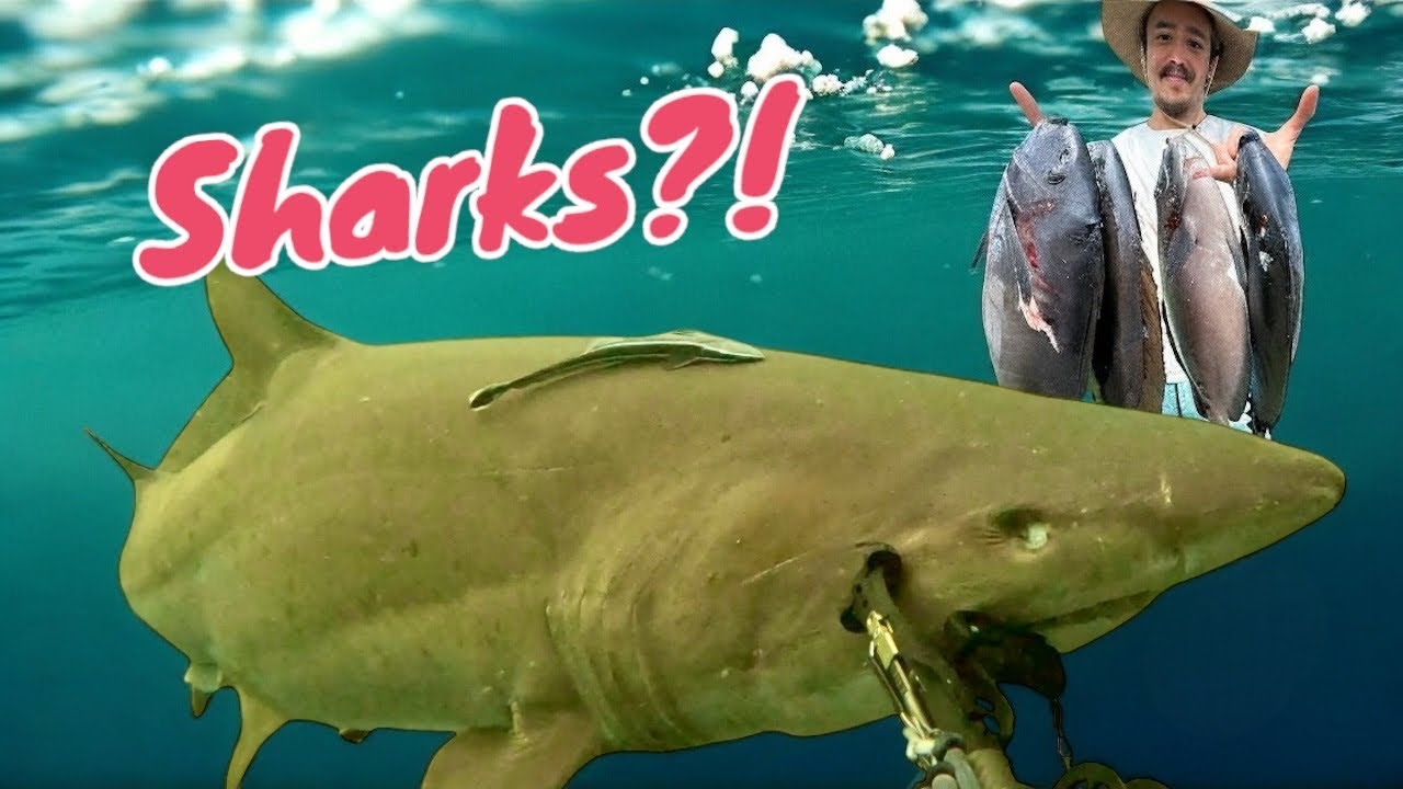 Spearfishing with Australian actor Brenton Thwaites | sharks | big kingfish | catch + cook