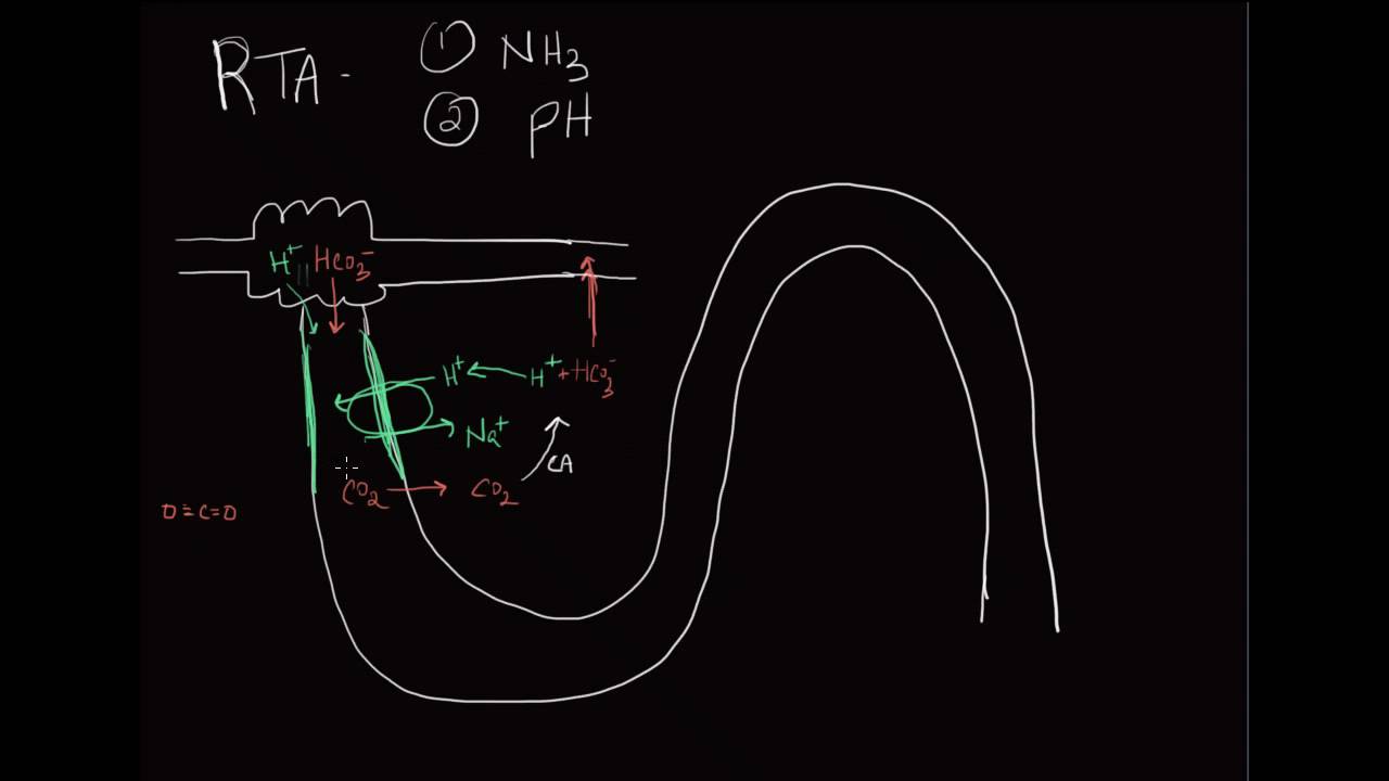 10-minute Rounds:  Renal Tubular Acidoses (pH along the nephron)