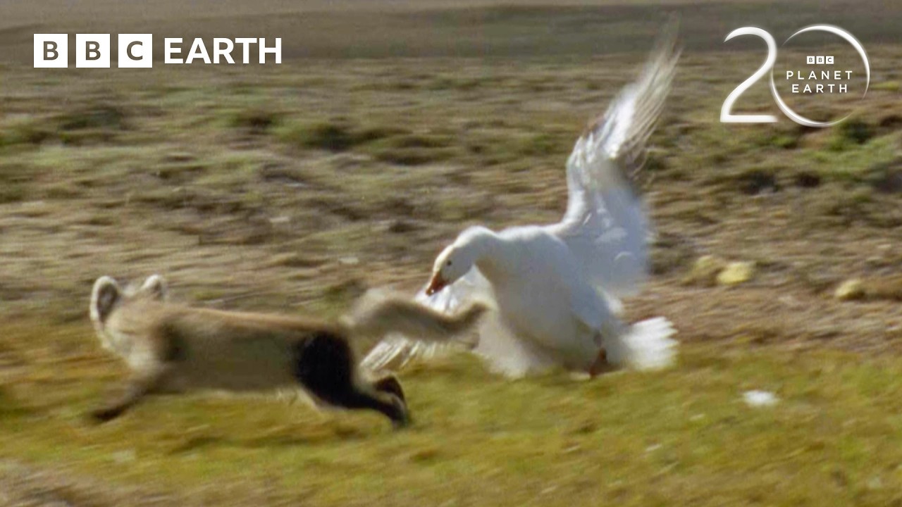 Арктическая лиса против снежных гусей | 20 лет планете Земля | BBC Earth
