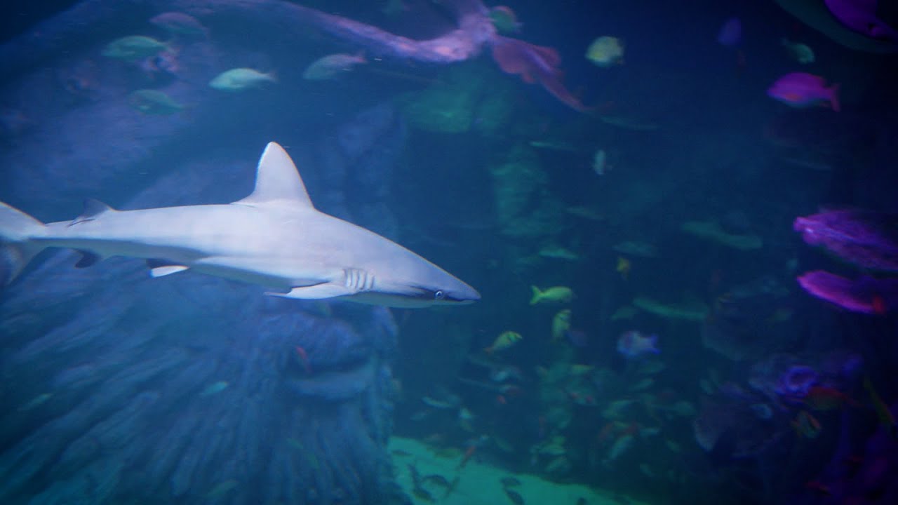 Get Spooky at Six Flags, Discover SEA LIFE in the City, Bounce into your next Workout
