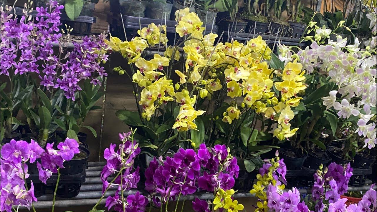 VƯỜN LAN VĨNH KIM  vào săn hoa đẹp cùng vườn em