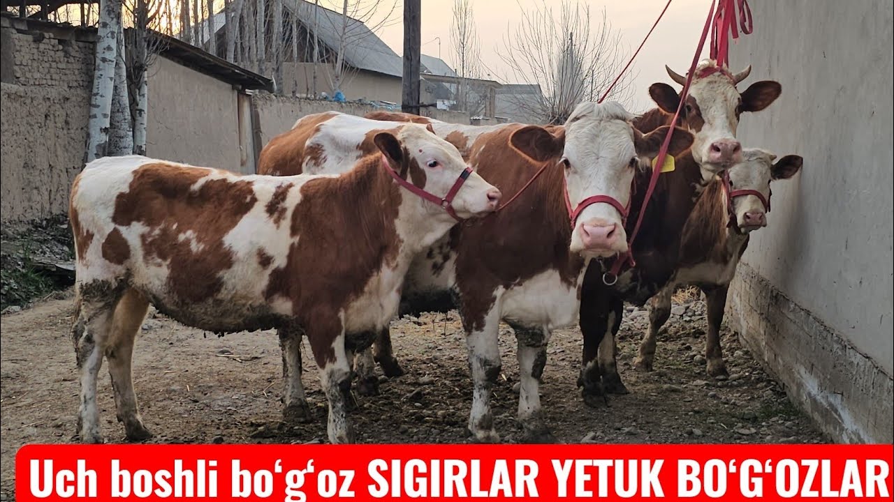 Uch boshli bo‘g‘oz SIGIRLAR🔥 🇰🇬 QIRG‘IZISTON PARO‘DA BO‘G‘OZLAR BAXTIYOR AKADA YANGI PARTIYA🔥