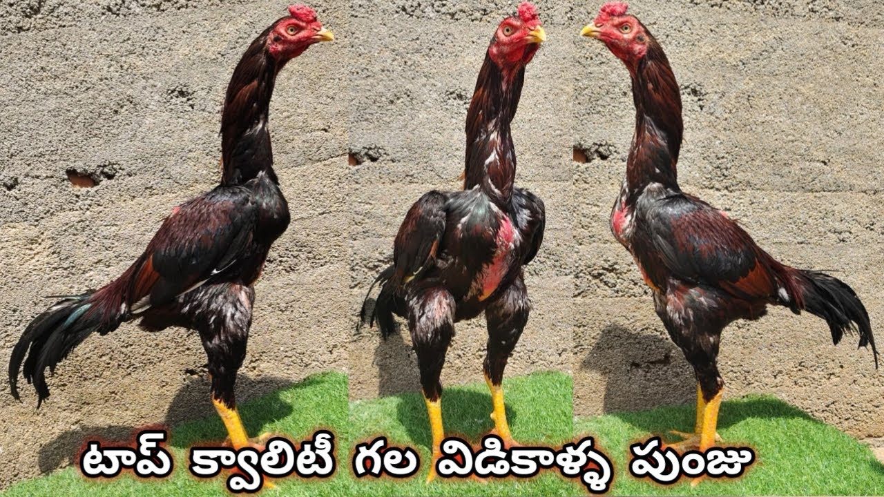 Top quality విడికాళ్ళ పట్టాపుంజు 8019616346