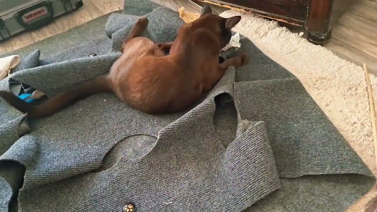 Schoki is crazy about his valerian pillow