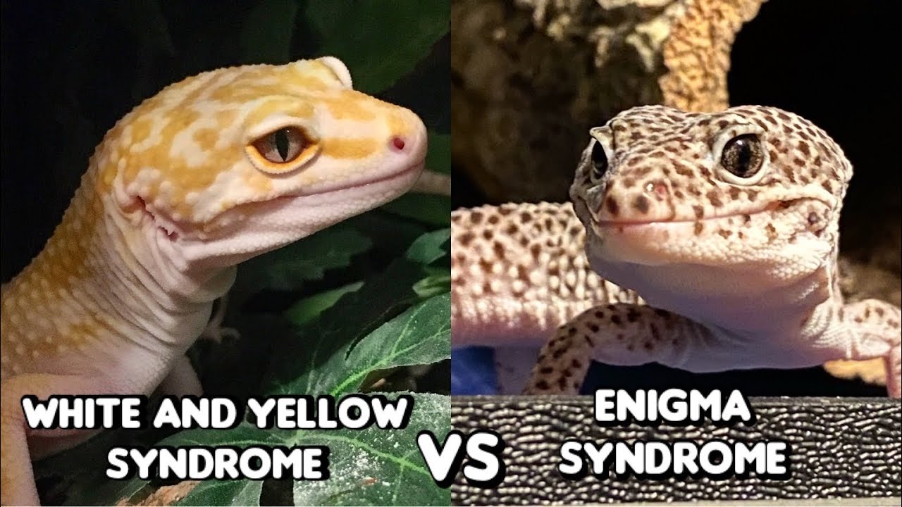 Enigma Syndrome VS White and Yellow Syndrome in Leopard Geckos