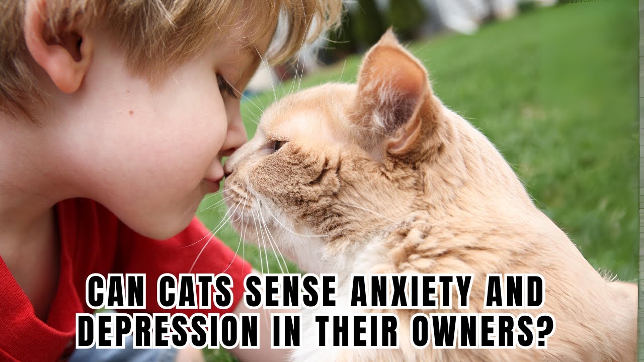 Can Cats REALLY Sense Anxiety and Depression in Their Owners?