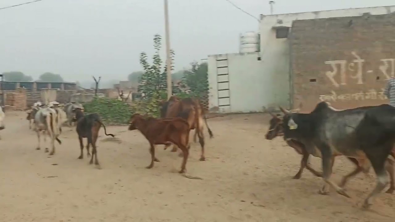 #gausewa #cow #radheradhebolnapdega #maliya #गुड सेवा