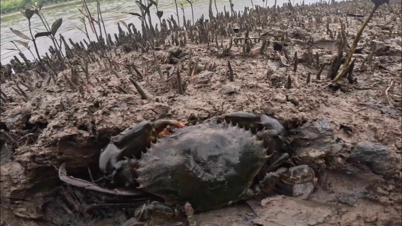 Mud Crabbing in a Storm - Suspicious Behaviour Spotted!