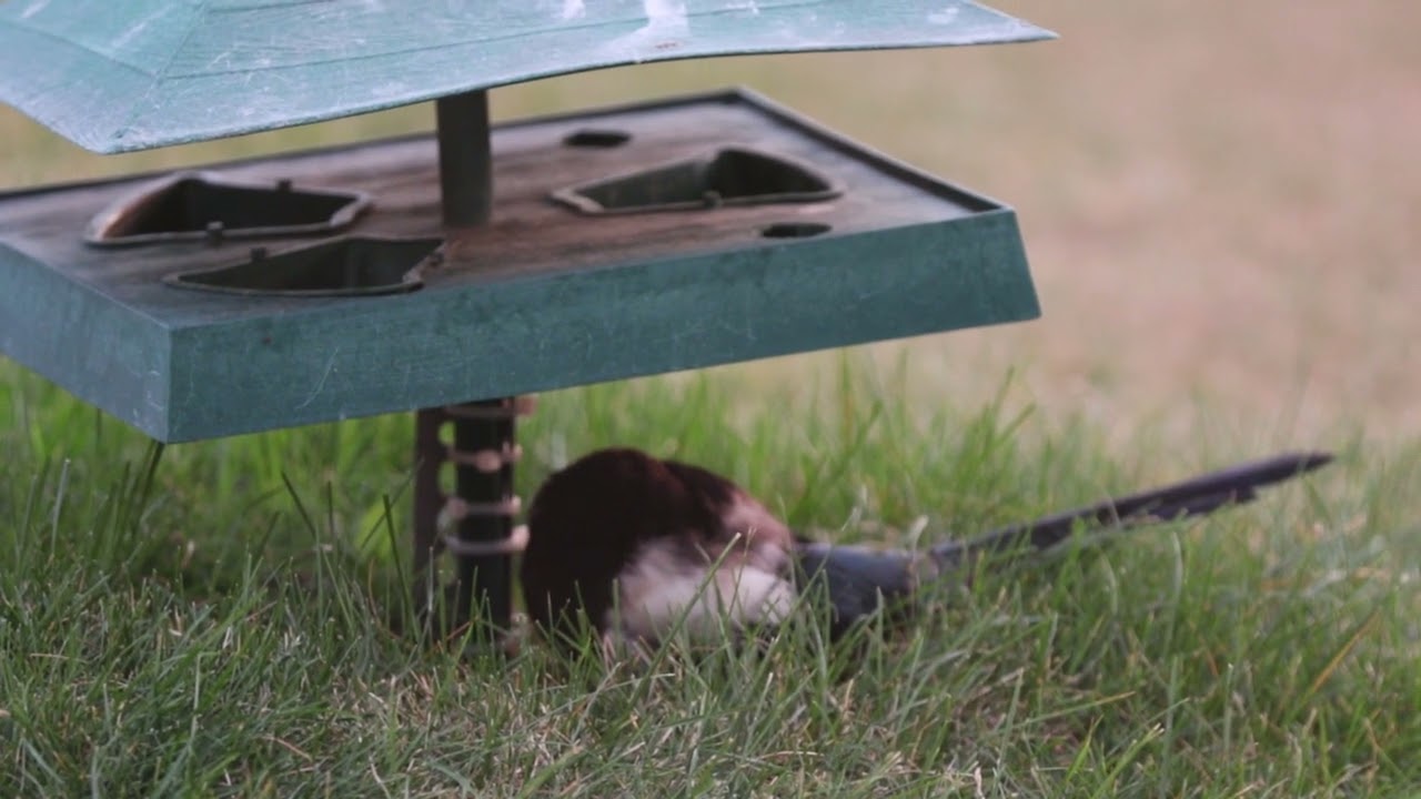 magpie sleeping with his head resting on his body
