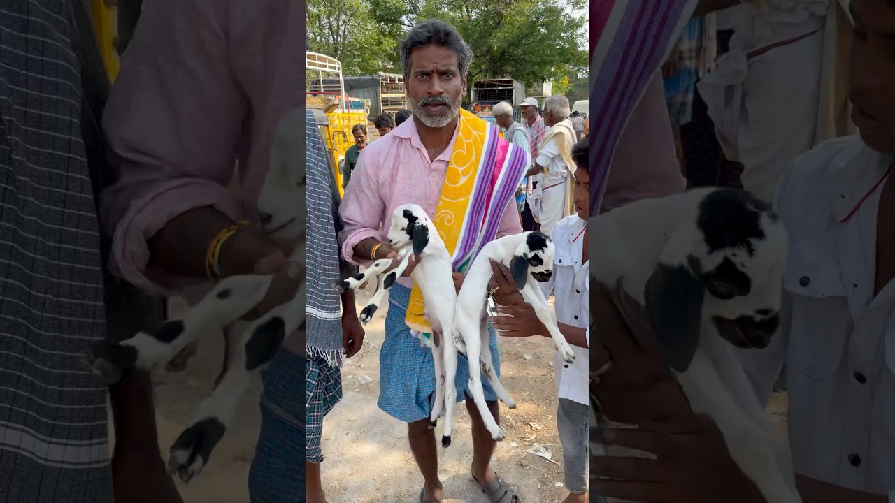 goat market, Pileru #goat