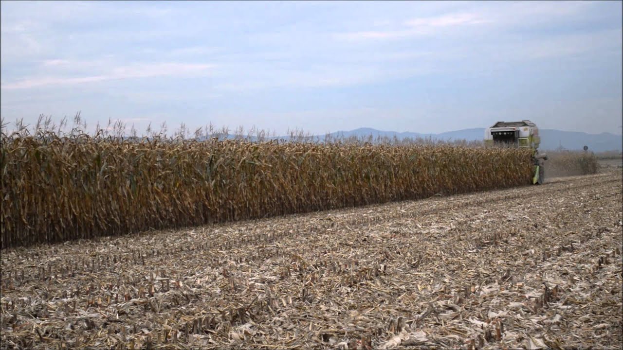 Maisdreschen mit Claas Commandor 115 cs und Maya Yunkax Maispfl&uuml;cker