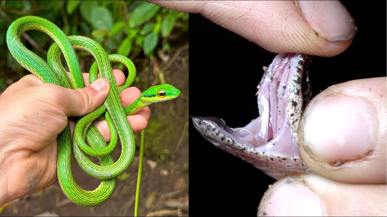 Bitten By a (mildly) Venomous SNAKE? - Costa Rica Ep. 4