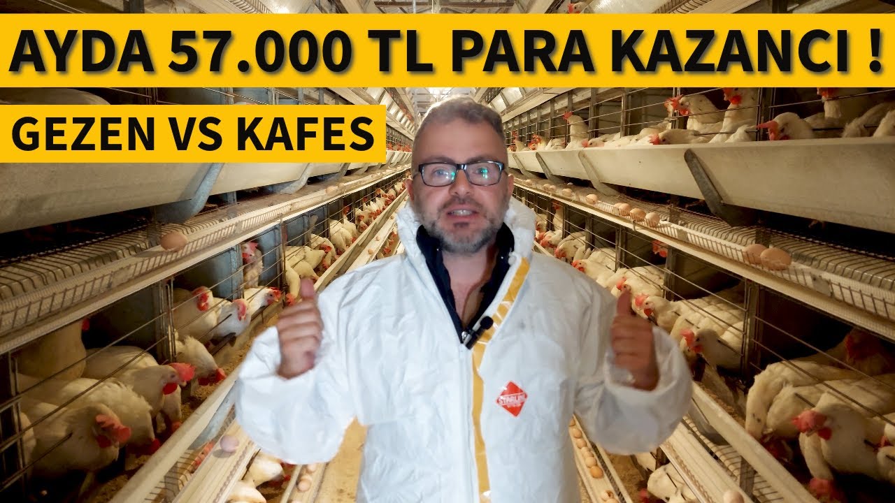 1000 KAPASİTELİ TAVUK ÇİFTLİĞİ KURMA MALİYETİ VE AYLIK KAZANCI