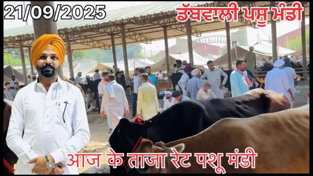 Low rate in market (Dabwali Pasu Mandi )