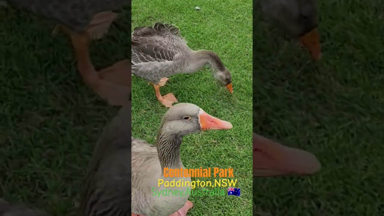 Centennial Park,Paddington,NSW,Sydney,Australia 🇦🇺 #shorts #centennial #nsw #sydney #australia