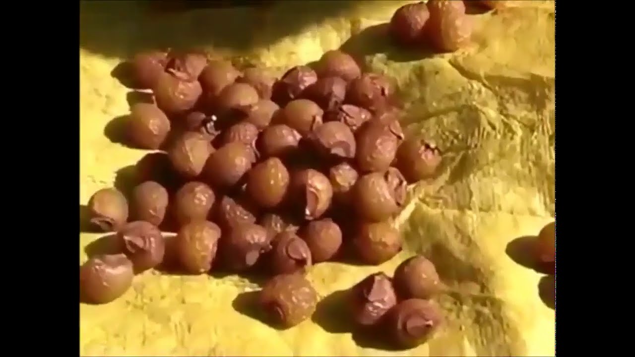 Мыльный орех(Сапиндус)