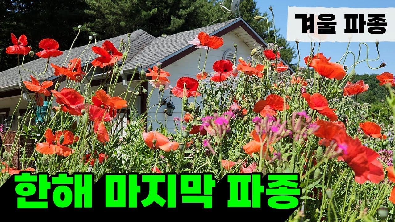 땅 얼기 전 겨울파종 | 개양귀비와 다년생 꽃 파종 | 겨울파종하는 이유