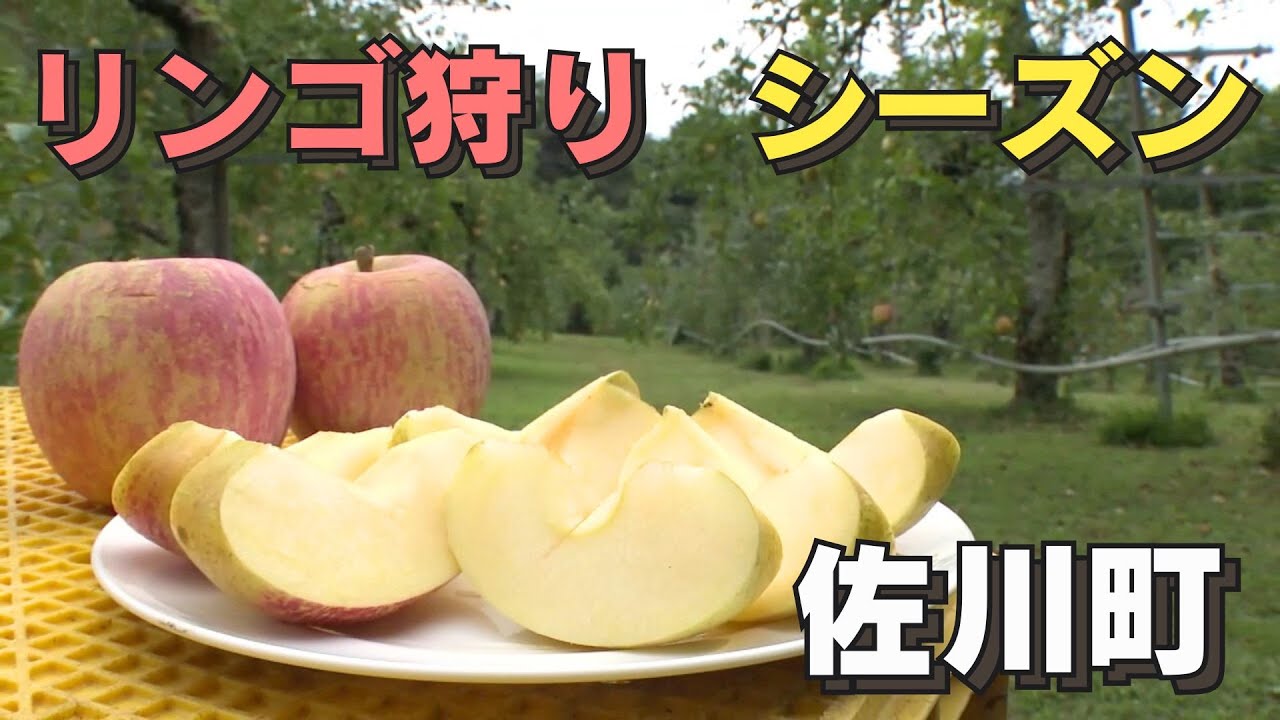 「佐川町で高知で珍しい“リンゴ”狩り」2024/10/29放送