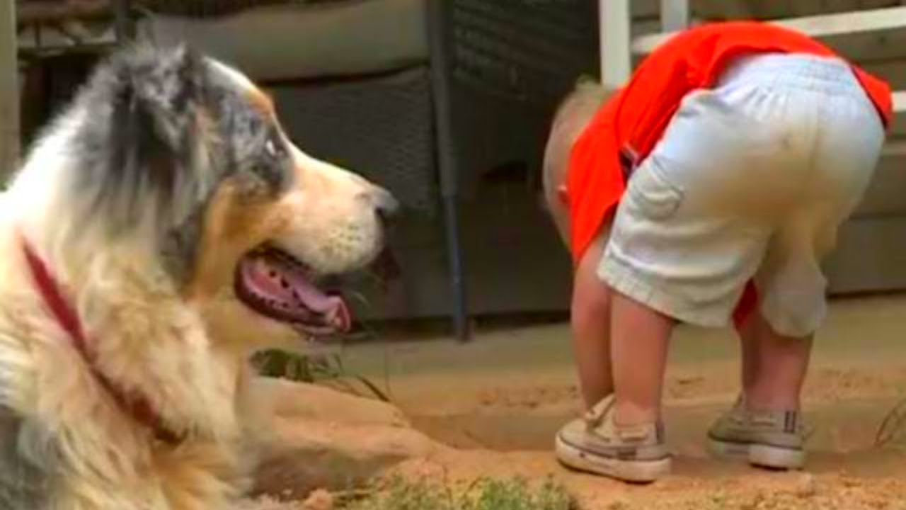 This Family Dog Playing Makes A Sudden Move That Leaves Mom And Dad Terrified