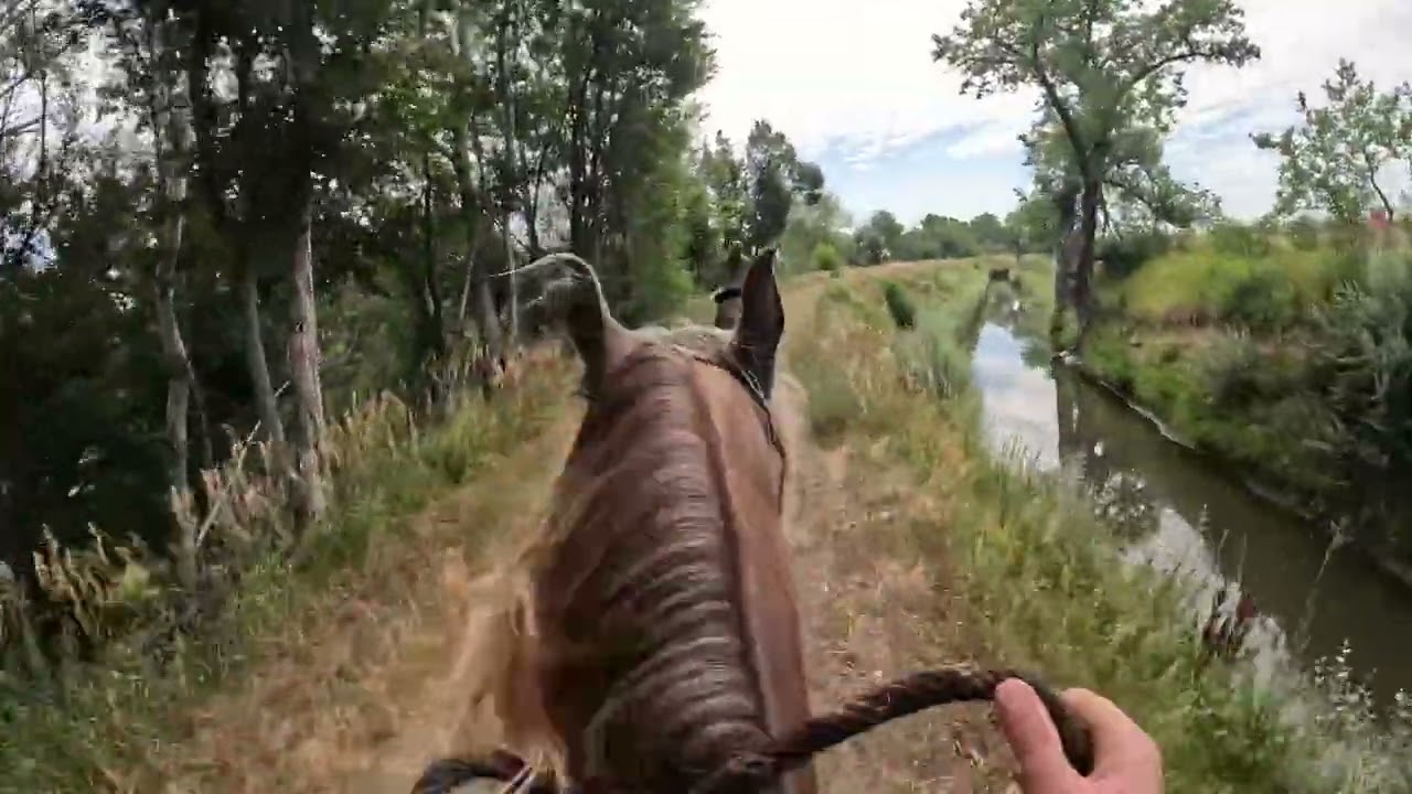 #horse #trailriding #rockymountainhorse #equestrian #horseriding #horsepower #quarterhorse #canter 