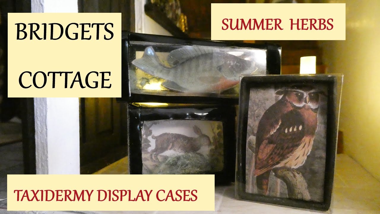 BRIDGETS COTTAGE SUMMER HERBS & TAXIDERMY DISPLAY CASES
