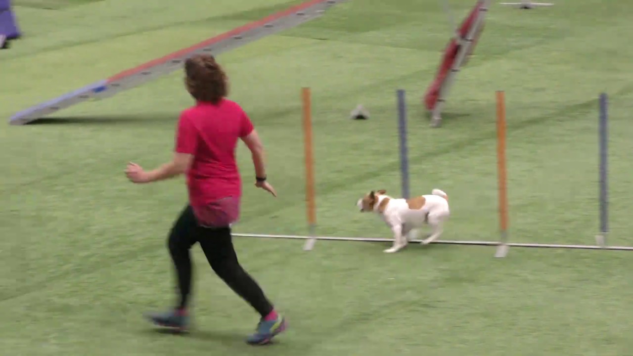 Koirien agilitykilpailut 7.9.2019 Lemmikki 2019 -messuilla Tampere / dog agility