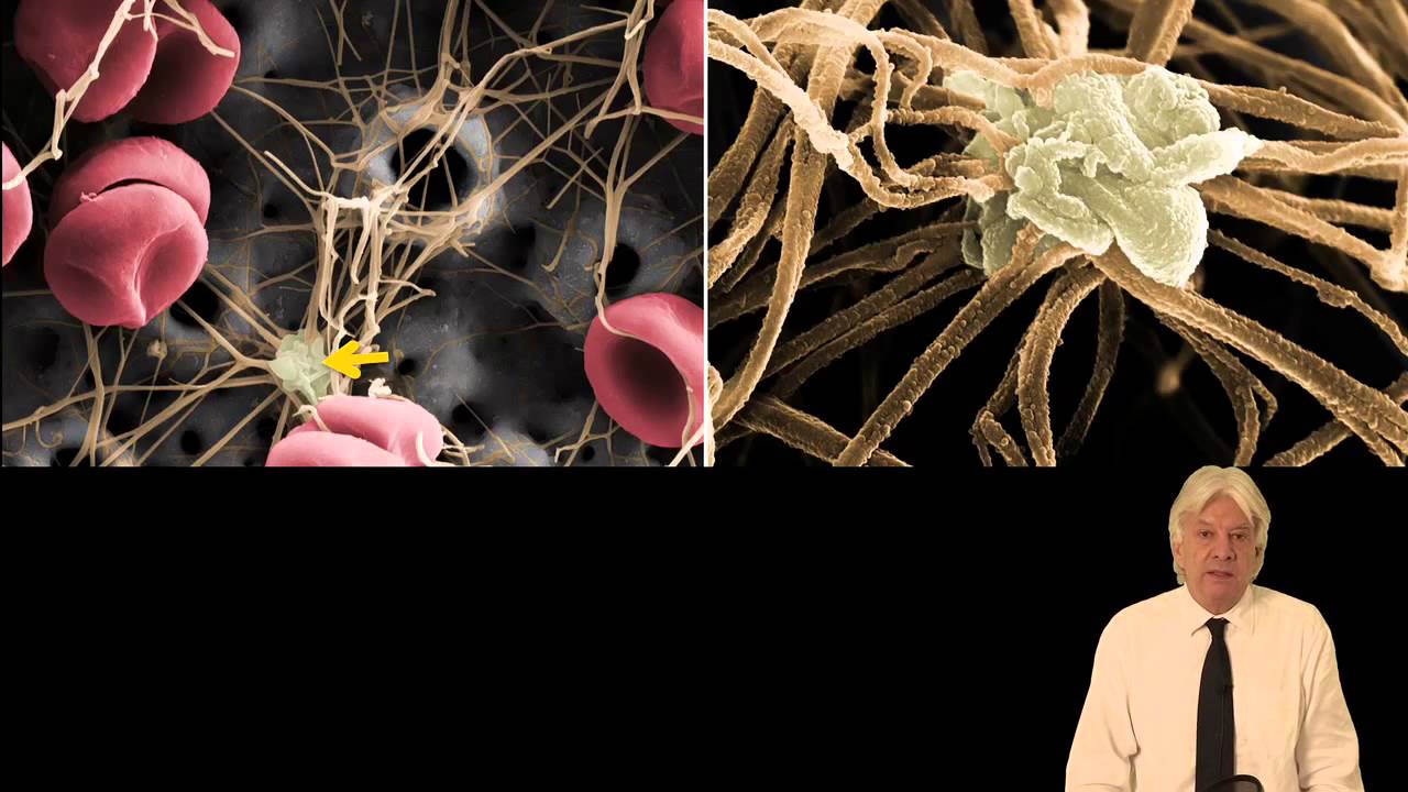 207-00 The Biodynamics of Osseointegration Facts and Clinical Implications PREVIEW