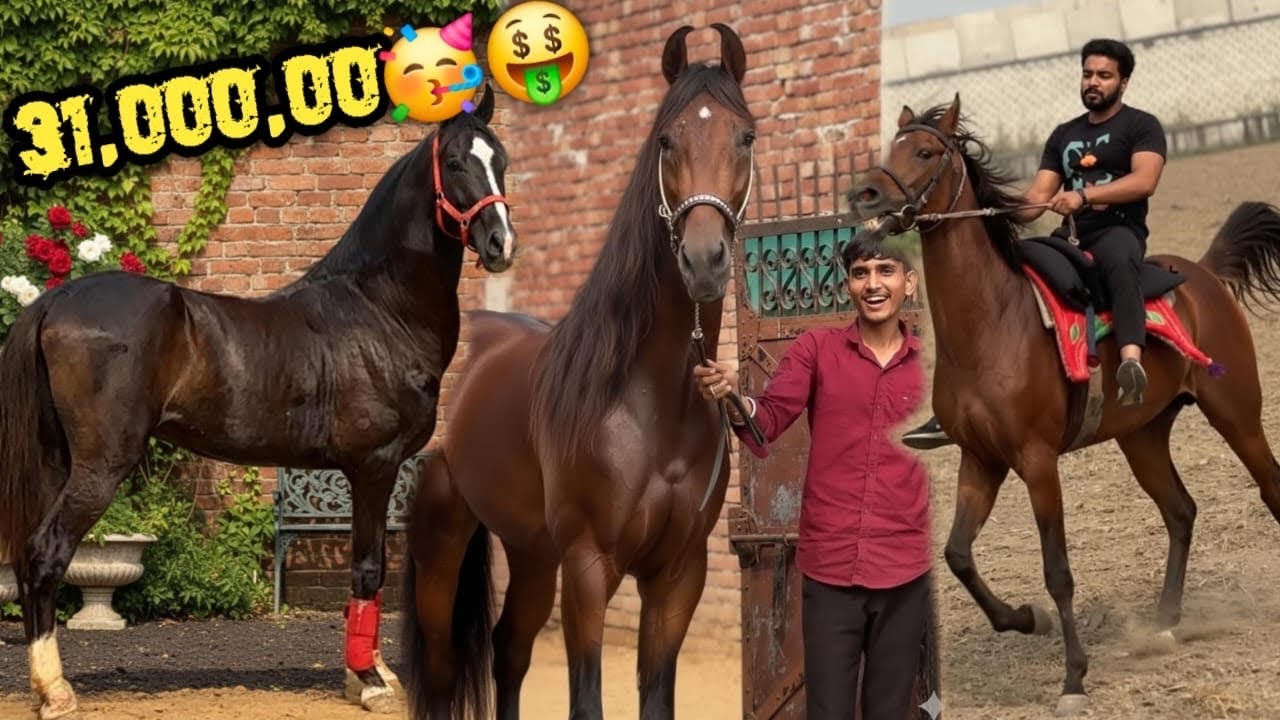 😘Come And Ride On 31,000,00₹ Horse 🥳 66inch Ka Commando Jaisa Ghode Ne Hairan Krdiya 😨
