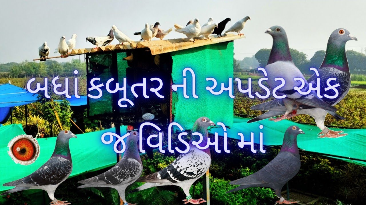 બધાં કબૂતર ની અપડેટ એક જ વિડિઓ માં//હુંમર કબૂતર in ભાવનગર 