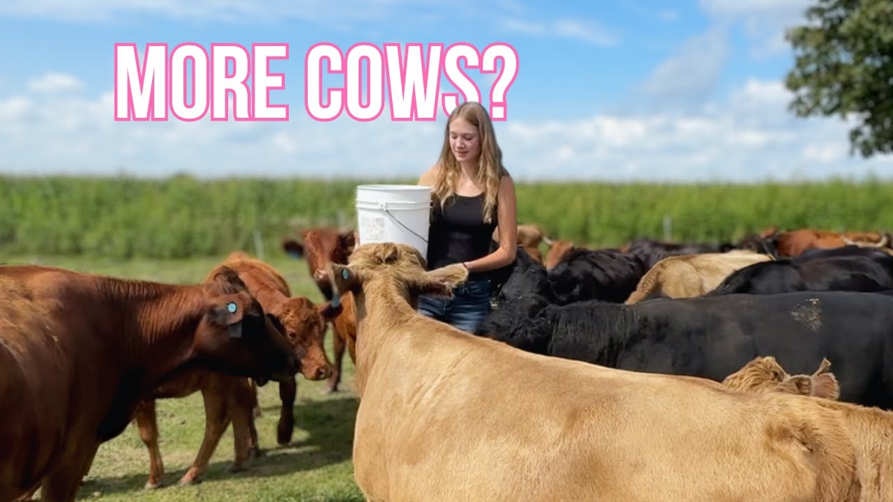 Did We Buy These TINY COWS? Dexter Cows
