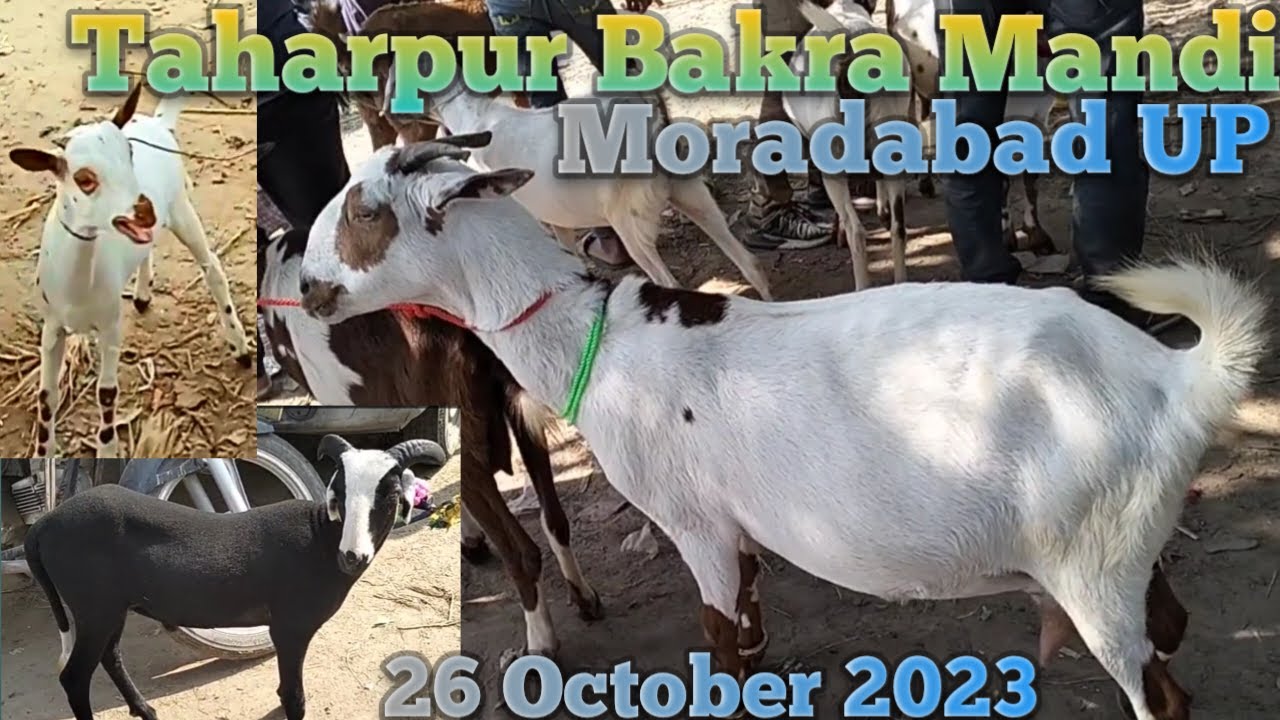 26 10 taharpur Bakra Mandi 2023 new video today | barbari Bakri ki video | barbari goat for sale up