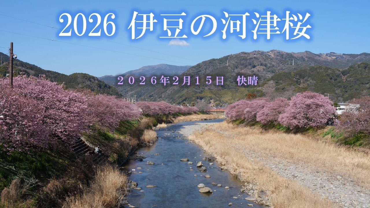 2026 河津桜 桜祭りに行きました 【４K映像】