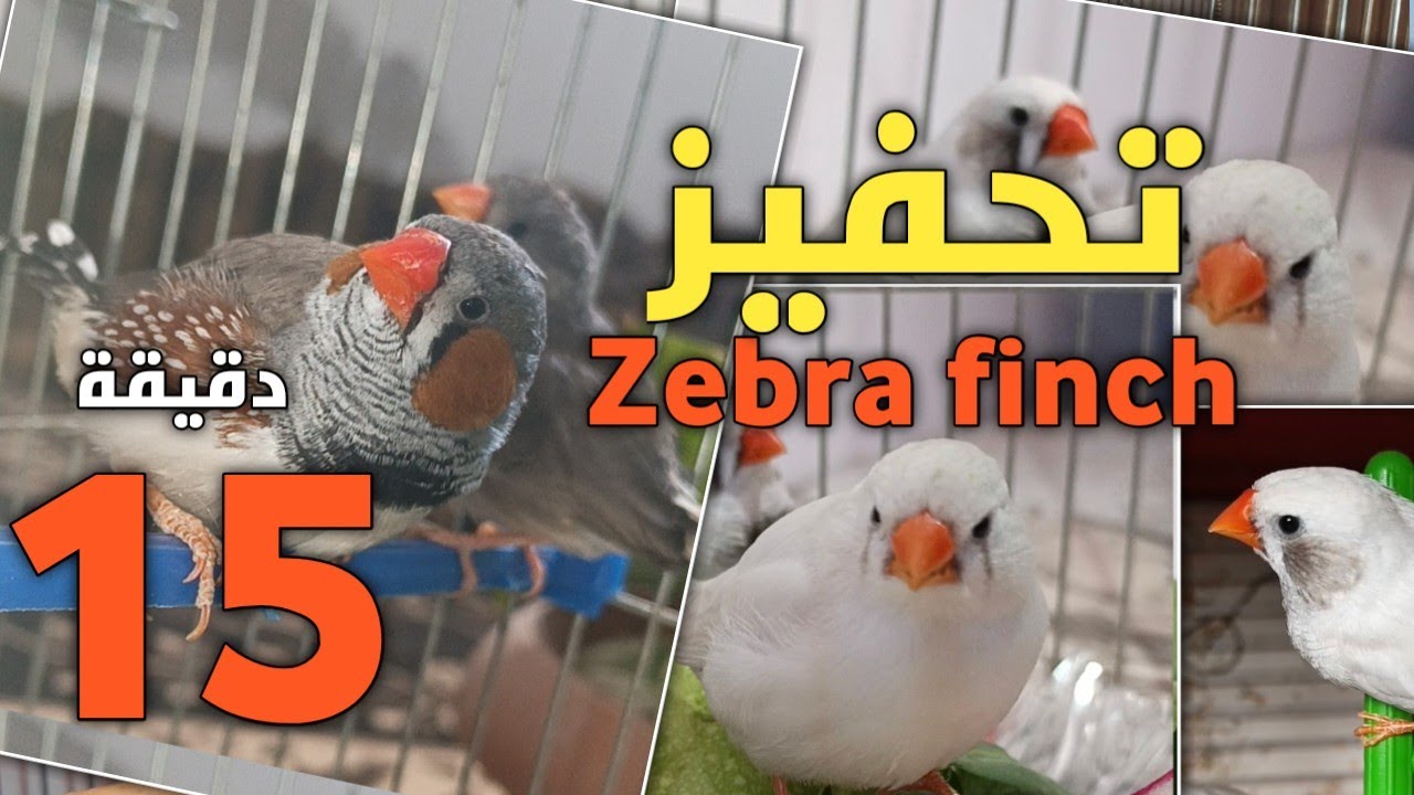 تحفيز الزيبرا على التزاوج - 15 دقيقة من أصوات الزيبرا المحفزة .😍♥️
