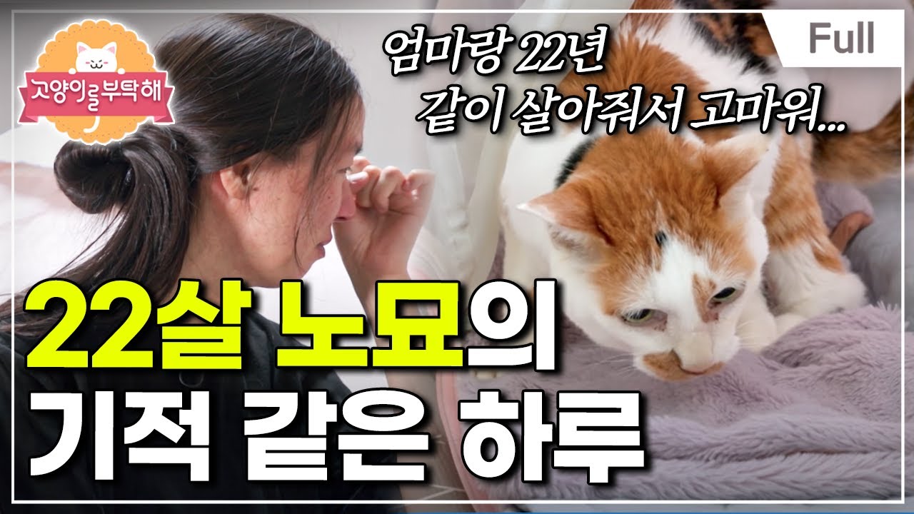 [Full] 고양이를 부탁해 - 22살 노묘의 기적 같은 하루
