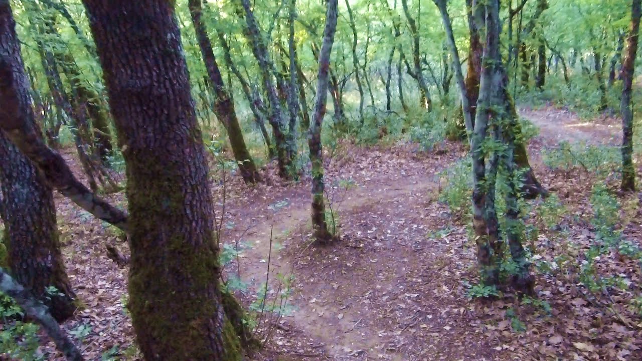 Mystery in a Forest Path - Virtual Walk