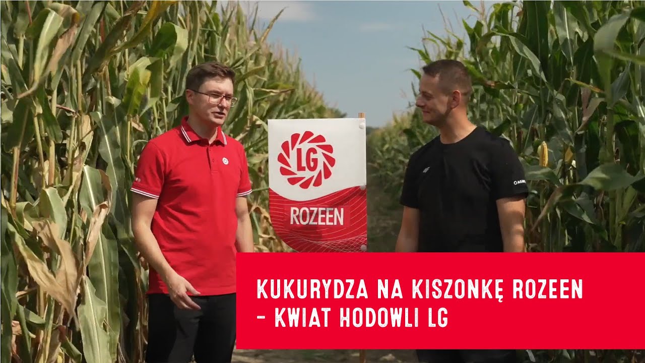 Kukurydza na kiszonkę Rozeen – kwiat hodowli LG